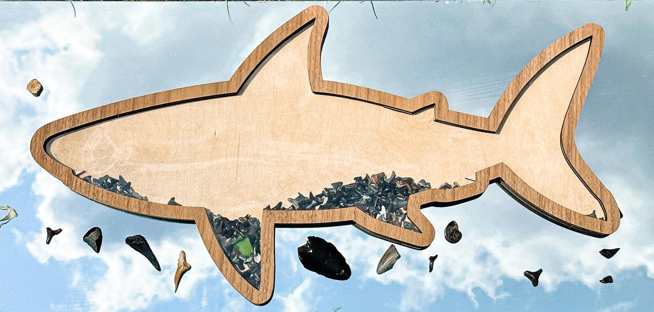 Shark Teeth Bank Tooth Display - Multiple Styles and Sizes Available!